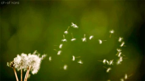 The Wind Blows | 10 Holiday Games That Your Family Will Actually Want To Play Flowers Animated, Glitter Gif, Grasses Landscaping, Flowers Gif, Morning Gif, Holiday Games, Dandelion Flower, Moving Pictures, Beautiful Gif