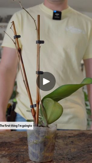 56K views · 4K reactions | This is how you treat root rot on an orchid, which happens from watering the plant too frequently. After this I simply use fresh orchid medium (I like orchid bark) to repot, give it a good soak, and place in bright light. #plantsofinstagram #orchids | Tanner Mitchell | tannertheplanter · Original audio Orchid Bark, Root Rot, Orchid Care, Green House, Bright Light, The Plant, Orchids, Audio, Plants