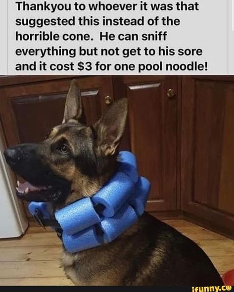 Very funny :) Canadian Things, Find Name, Cone Of Shame, Pet Projects, Pool Noodle, Pool Noodles, Dog Agility, Top Memes, Animal Projects