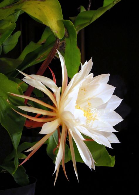 Dragon Fruit Flower, God Of Creation, Lord Brahma, Pray To God, Orchid Cactus, Indian Flowers, Beautiful Flowers Photos, Night Flowers, Moon Garden