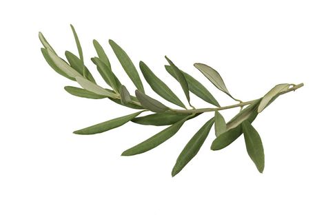 Olive Plant, Branding Business, Business Card Branding, Language Of Flowers, Olive Leaf, Painted Leaves, Background White, Olive Tree, Olive Branch