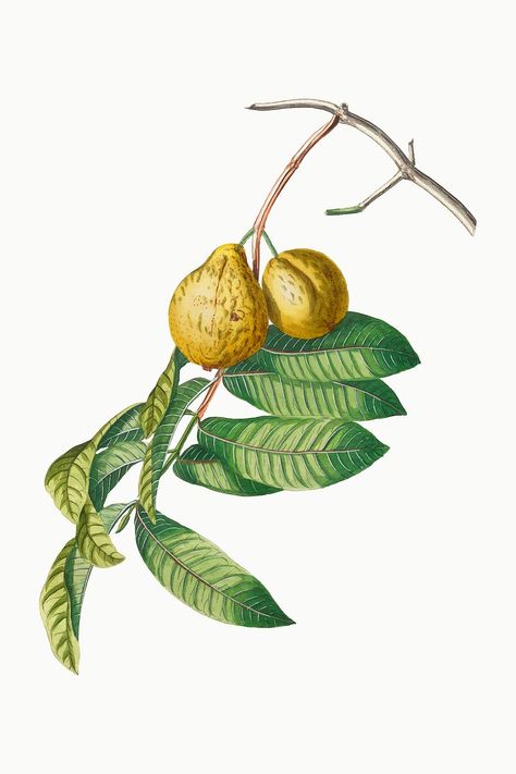 Vintage guava fruit illustration | premium image by rawpixel.com Guava Illustration, Guava Flower, Guava Leaves, Guava Fruit, School Creative, Leaves Illustration, Fruit Illustration, Free Illustrations, Botanical Illustration