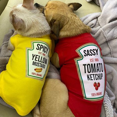 Dog And Cat Costumes, Cute Halloween Dog Costumes, Costumes To Match Your Dog, Dog Hollowed Costumes, Dog Pair Halloween Costumes, Matching Dog Halloween Costumes, Matching Dog Costumes For 2 Dogs, Yorkie Halloween Costumes, Duo Dog Halloween Costumes