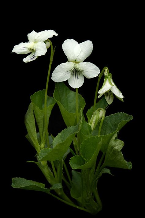 White Violets, Rose Garden Landscape, White Violet, Sweet Violets, Violet Flower, White Gardens, Arte Floral, Beautiful Blooms, Flowers Nature