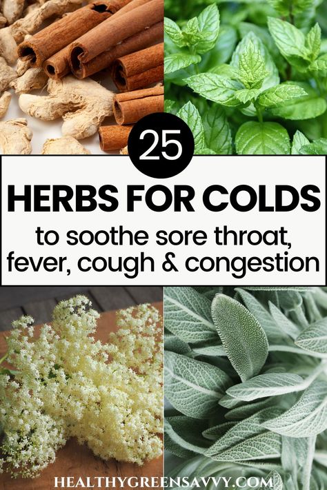 Want natural relief for colds with congestion or a sore throat? These herbs for colds and flu may help to lessen symptoms and could help you recover more quickly. | herbalism | natural remedies | herbs for sore throat | herbs that help congestion | herbal remedies for colds and flu | herbs for congestion | Herbs For Sore Throat, Herbs For Cough, Herbs For Colds, Remedies For Congestion, Tea For Cough, Congestion Remedies, For Sore Throat, Sore Throat Remedies, Tea For Colds