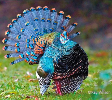 Found only in Central America’s Yucatan area. Ocellated Turkey, Turkey Breeds, Turkey Bird, Bird Facts, Most Beautiful Birds, Turkey Hunting, All Birds, Bird Pictures, Exotic Birds