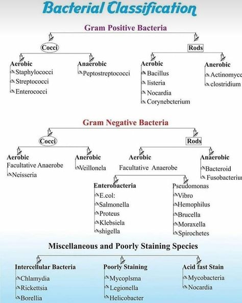 Bacteriology Mnemonics, Bacteria Microbiology, Pharmacy School Study, Nursing School Studying Cheat Sheets, Microbiology Study, Neet Preparation, Medical Terminology Study, Microbiology Lab, Clinical Chemistry