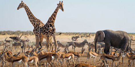 Where's hot in January? - Which? News Sumber Daya Alam, Etosha National Park, Namibia Africa, Animal Experiences, Honeymoon Tour, Wildlife Safari, Animal Groups, Safari Tour, Kruger National Park