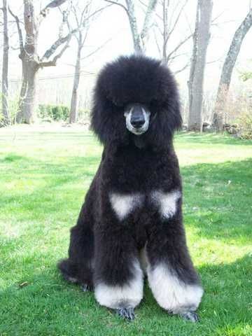 Swiftwater's Fate Stepped In - Andy Phantom Poodle, Poodle Haircut Styles, Parti Poodle, Poodle Haircut, Poodle Cuts, Poodle Grooming, Standard Poodles, Haircut Styles, Miniature Poodle