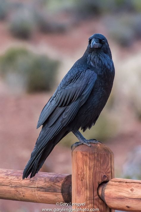 Raven Reference, Crow Pictures, Raven Perched, Raven Pictures, Counting Crows, Raven Bird, Jackdaw, Raven Art, Crows Ravens