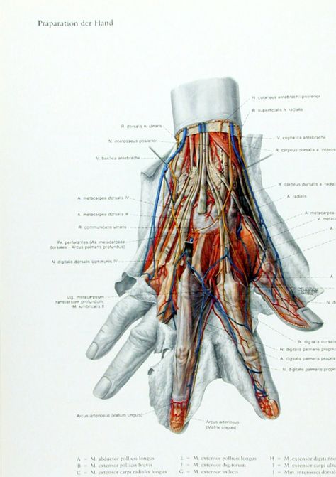 Eduard Pernkopf ATLAS Human Muscle Anatomy, Medical Drawings, Human Body Science, Medicine Notes, Brain Anatomy, Human Body Anatomy, Medical Facts, Muscle Anatomy, Bio Art