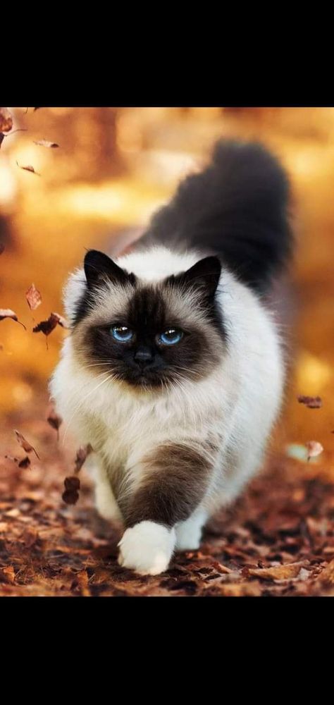 A Cat, Blue Eyes, Black And White, Blue, White, Black