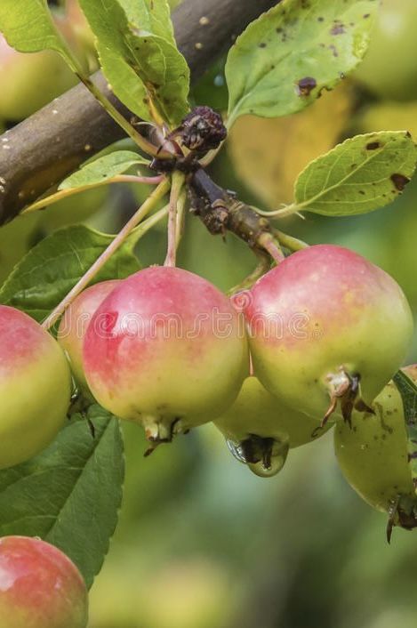 Malus Sieversii (wild apple) primary ancestor of the domesticated apple (Malus Domestica) - Originated in Kazahkstan Malus Domestica, Wild Apple, 2d Design, Design Board, Drawing Inspo, Fruit Trees, Trees, Fruit, Quick Saves