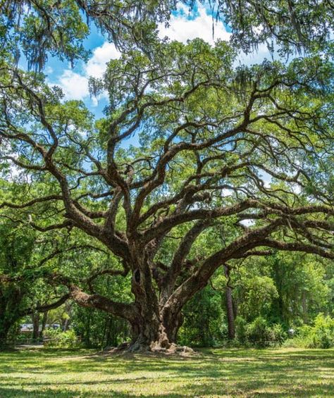 Quercus virginiana - The Southern Live Oak An evergreen oak of the south east United States Southern Live Oak, Big Trees, Live Oak Trees, Oak Trees, Live Oak, Shade Trees, Tall Ships, Green Foliage, Garden Soil