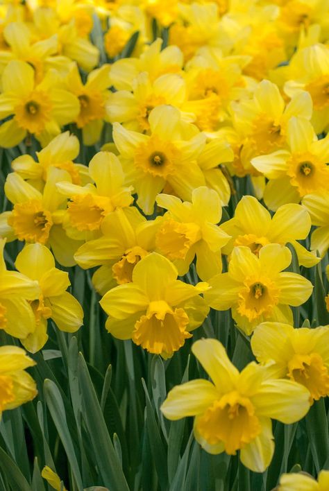 Daffodil Photography, Daffodil Wall Art, Narcissus Flowers, Daffodil Bouquet, Daffodil Flowers, Yellow Petals, Narcissus Flower, Amaryllis Bulbs, Daffodil Bulbs