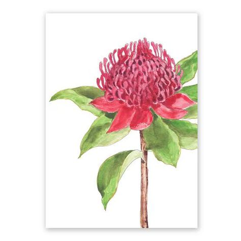 Waratah Flower, Abstract Fashion, Gift Flower, Floral Illustration, Watercolour Art, Australian Art, Watercolor Art Prints, Flower Wall Art, Floral Illustrations