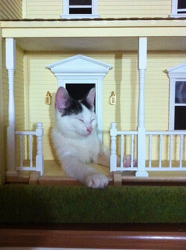 Brian cat playing in my dollhouse | Flickr - Photo Sharing! Teacup Pigs For Sale, Cat Dollhouse, Funny Animal Images, Micro Pigs, Teacup Pigs, Newborn Kittens, Mini Pigs, Life Choices, Cat Stuff