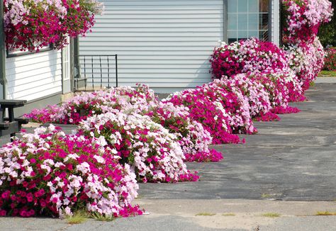 Flower Beds Ideas | Photo of a flower border of just petunias. Landscape Timber Edging, Petunia Tattoo, Small Flower Gardens, Perennial Gardens, Petunia Flower, Raised Flower Beds, Flower Bed Designs, Flower Garden Design, Landscape Edging