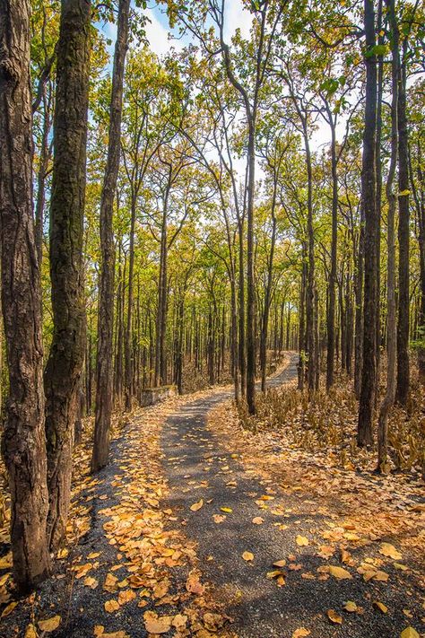 Sal forest, Outskirts of Dehradun April'18, PC - Vinesh Poswal #india #bharat #nature #hindustan #dehradun #uttarakhand #forest Dehradun Aesthetic, Autumn In India, Dehradun Photography, Season Aesthetic, Food Fest, Mussoorie, Hills And Valleys, Nainital, Visit India