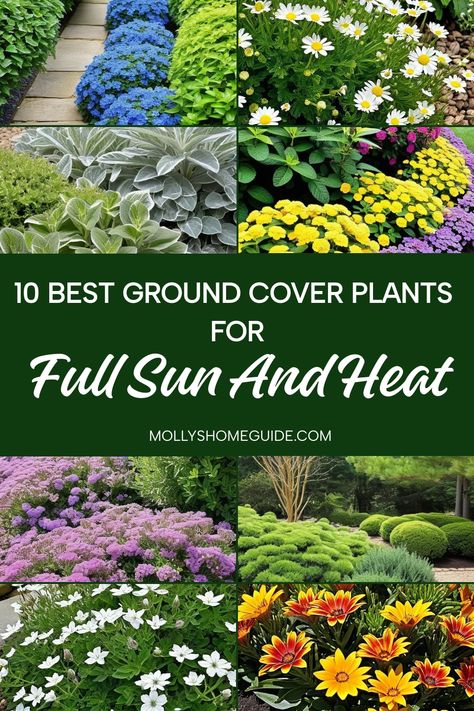 Discover the ultimate selection of ground cover plants for full sun and heat in this collection. Whether you're looking for colorful groundcover plants or tough, low-maintenance options, we've got you covered. Create a vibrant and drought-tolerant landscape with these easy-to-care-for varieties that thrive in full sun and heat. From full-sun flowering ground covers to heat-tolerant perennials, find the perfect solution for your garden needs. Perineal Garden Full Sun, Best Ground Cover Plants Sun, Low Growing Ground Cover Sun, Groundcovers For Full Sun, Florida Perennials Full Sun, Ground Cover Flowers Full Sun, Full Sun Ground Cover Drought Tolerant, Drought Tolerant Ground Cover California, Full Sun Garden Bed Ideas