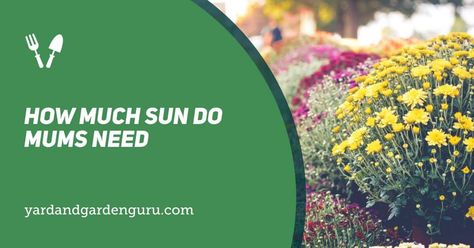 One of the best plants for anyone to grow around the home are Chrysanthemums, yet they need certain light conditions. here, you can find how much sun do mums needYard and Garden Guru https://yardandgardenguru.com/how-much-sun-do-mums-need/ Chrysanthemum Growing, Hardy Mums, Potted Mums, Garden Mum, Fall Mums, Mums Flowers, Best Plants, Zone 5, Herbaceous Perennials