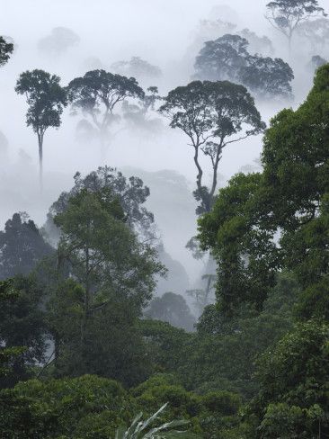 Malaysia Danum Valley Conservation Area, Dark Valley, Borneo Tattoo, Tropical Forest, Alam Yang Indah, Green Aesthetic, Nature Wallpaper, Amazing Nature, Landscape Art