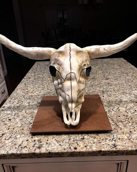 Cow Skull Cake, Skull Birthday Cake, Skull Birthday, Skull Cake, Longhorn Skull, Texas Longhorn, Bday Cake, Cow Skull, Texas Longhorns