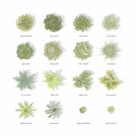 Shrubs Top View, Site Plan Trees, Vegetation Illustration, Site Plan Architecture, Trees Texture, Trees Architecture, Architectural Trees, Interior Architecture Sketch, Site Plan Design