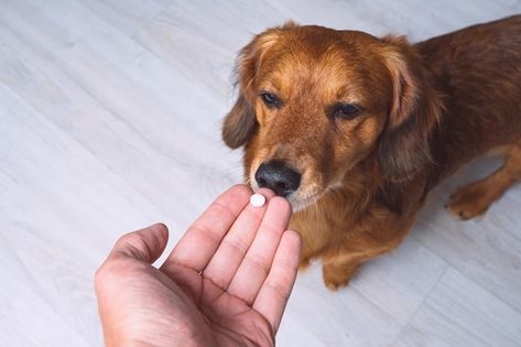 Photo owner giving medicine in a pill or... | Premium Photo #Freepik #photo #capsule-pills #capsule #pills #antibiotic Teething Symptoms, Dog Medicine, Raw Coconut, Sick Dog, Anti Inflammation, Pet Supplements, Human Food, Inflammatory Foods, Chronic Inflammation