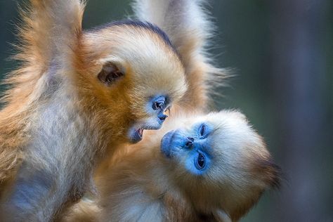 Monkey Zodiac, Blue Animals, Baby Monkeys, Blue Monkey, Animals Funny, Dog Videos, Baby Monkey, Primates, Animals Of The World