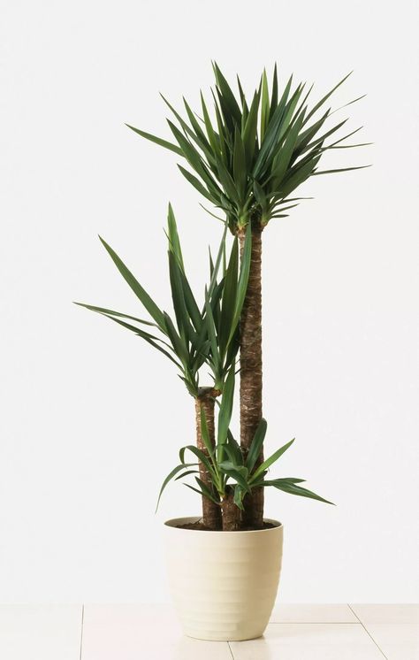 Yucca Plant Indoor, Yucca Plant Care, Indoor Tree Plants, Best Indoor Trees, Yucca Tree, Indoor Tree, Yucca Plant, Indoor Trees, Plastic Flower Pots