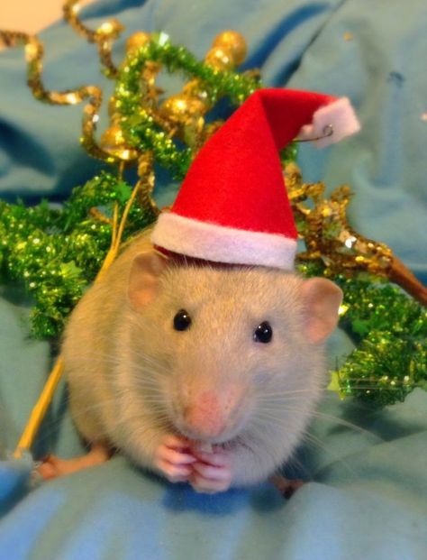 Rat Christmas, Mole Rat, Cursed Emoji, Cute Rats, Pet Rats, Wallpaper Ideas, Exotic Pets, Rats, My Little Pony