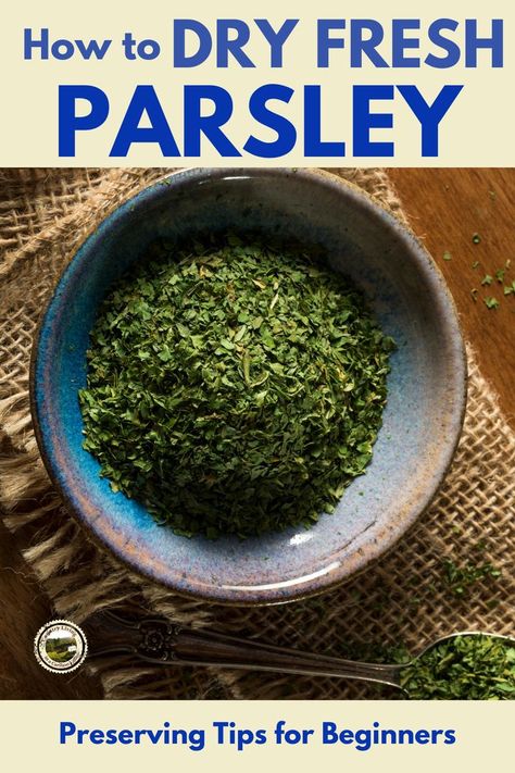 Preserve Parsley, Drying Parsley, Harvest Parsley, Fresh Parsley Recipes, Grow Parsley, Dehydrating Food Storage, Drying Fresh Herbs, Parsley Plant, Drying Mint Leaves