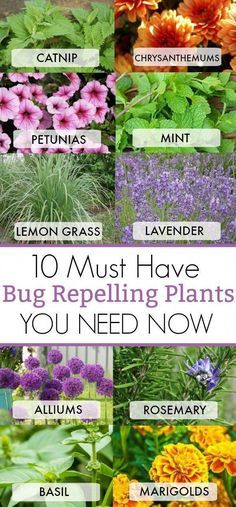 10 MUST HAVE BUG REP Bug Repelling Plants, Shed Inspiration, Plants That Repel Bugs, Mosquito Repelling Plants, Have Inspiration, Lawn And Garden, Outdoor Plants, Herb Garden, Urban Garden