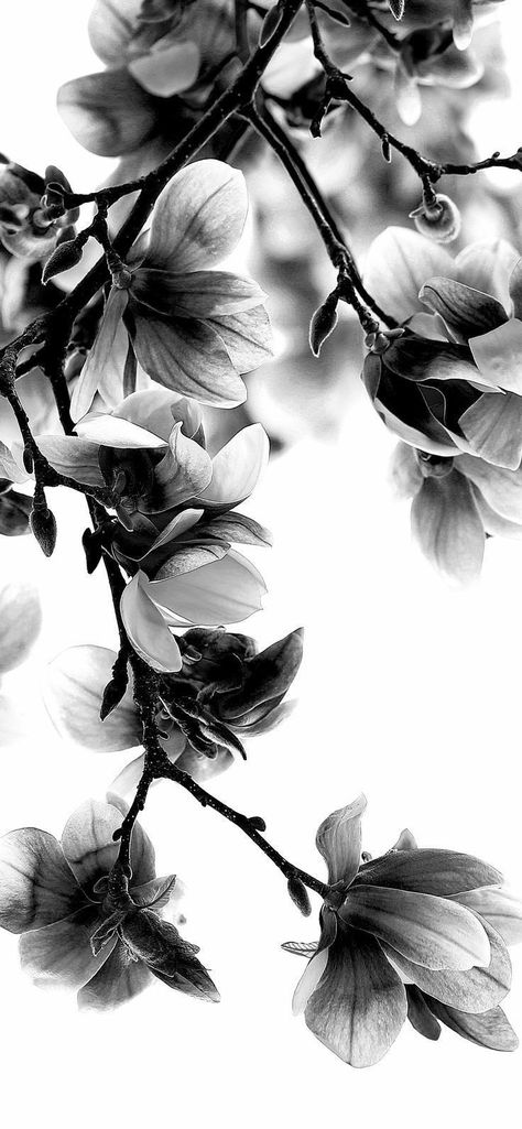 Lined Art, Art Prints Modern, Aesthetic Prints, Lovely Flowers Wallpaper, Teachers Pet, W Wallpaper, Black And White Flowers, Black And White Wallpaper, Phone Wallpaper Images