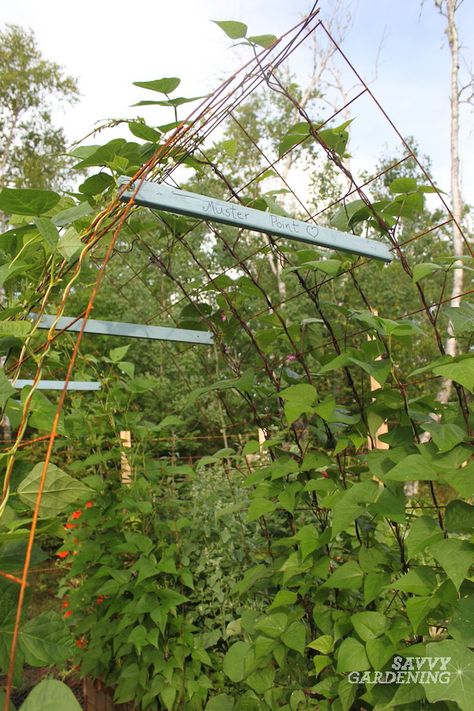 Cattle Panel Arbor, Diy Trellis Archway, Veggie Trellis, Allotment Planning, Cattle Panel Trellis, Panel Trellis, Garden Transformation, Grape Trellis, Garden Archway