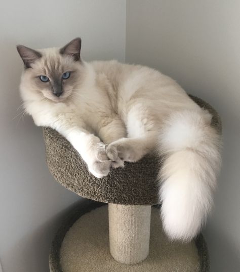 White Ragdoll Cat, Purrfect Tale, Ragdoll Cat Breed, Dream's Cat, Ragdoll Cats, Most Beautiful Cat, Pet Animals, Old Cats, Ragdoll Cat