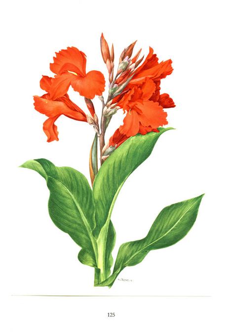 Red Canna Lily, Canna Flower, Flor Tattoo, Red Flower Print, Lilies Drawing, Canna Lily, Red Lily, French Country Decor, Botanical Poster