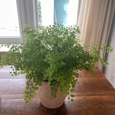 6 Maiden Hair Fern Adiantum Live House Plant Air Purifying Plant - Etsy Maidenhair Fern Care, Maiden Fern, Maidenhair Fern Bouquet, Maidenhair Fern Terrarium, Maidens Hair Fern, Live House Plants, Air Purifying Plants, Air Purifier, House Plants