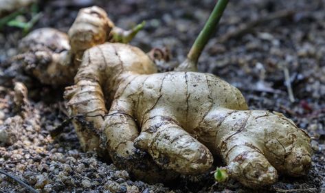 Ginger Roots, Growing Ginger, Ginger Plant, Leaf Vegetable, List Of Vegetables, Plant Zones, Home Grown Vegetables, Ginger Essential Oil, Types Of Vegetables