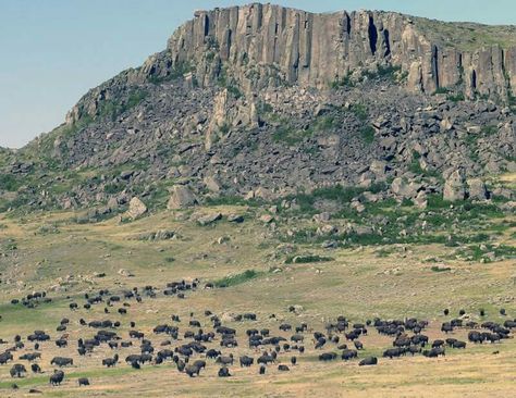 Fort Belknap Rez buffalo herd below Snake Butte Rez Aesthetic, Crazy Horse Memorial, Devils Tower, Jane Doe, Great Falls, American West, Monument Valley, Nevada, Montana