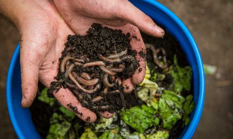 Red Wigglers, Worm Bin, Vegetable Bed, Worm Composting, Worm Farm, Organic Compost, Garden Compost, Earthworms, The Pioneer Woman