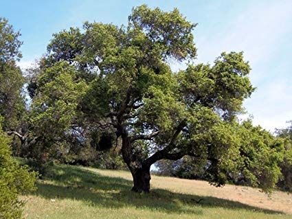 California Live Oak Coast Live Oak, Drought Tolerant Trees, Plant Sketches, California Native Plants, Mini Bonsai, Live Oak Trees, Texas Gardening, Artificial Leaf, Live Oak