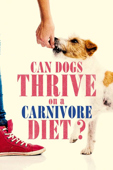 What if you fed your pet dog a carnivore diet?  Would that boost your pets health?  We include expert vetinarian opinions on wether a carnivore diet is suitable for your pet dog.  What do you think? #dog #carnivorediet Carnivore Diet For Dogs, Diet For Dogs, Zero Carb Diet, Real Food Diet, The Carnivore Diet, Grain Free Diet, Carnivore Diet, Dog Diet, Elimination Diet