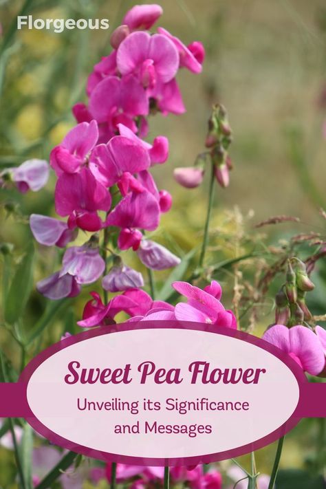 These delicate blooms symbolize blissful pleasure and enduring love, making them perfect for expressing heartfelt emotions. Explore the captivating symbolism behind each color of sweet peas, from romantic red to peaceful lavender. Enhance your knowledge of these charming flowers, from their Victorian origins to their representation in various cultures. Uncover the secrets of growing and caring for sweet peas, and understand the emotions they convey through their elegant blossoms. Sweet Pea Meaning, Sweet Pea Flower, Sweet Pea Flowers, Flower Meanings, Pea Flower, Sweet Peas, Different Flowers, Delicate Flower, Sweet Pea