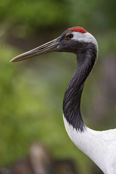 red-crowned crane (Grus japonensis) Red Crowned Crane Photography, Red Crown Crane, Crane Drawing, Crane Art, Red Crowned Crane, Crowned Crane, Profile Portrait, Japanese Crane, Farmhouse Style Decor