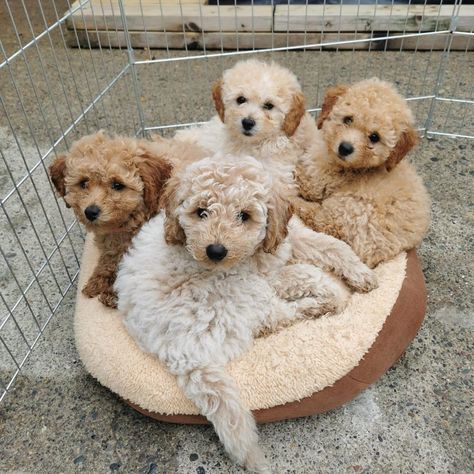 Bichon Frise Puppy Brown, Bichon Frise Brown, Bed Sale, Goldendoodle Grooming, Bichon Frise Puppy, Sleep Bed, Grooming Style, Dog Baby, Pretty Aesthetic