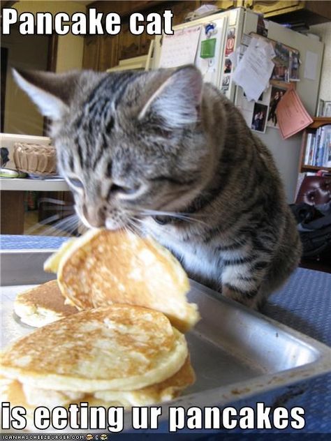 Pancake cat  is eeting ur pancakes Pancake Meme, Pancake Images, Pancake Cat, Pancake Day, What's For Breakfast, Bad Cats, Cute Cats And Kittens, Breakfast Time, Pancake Recipe