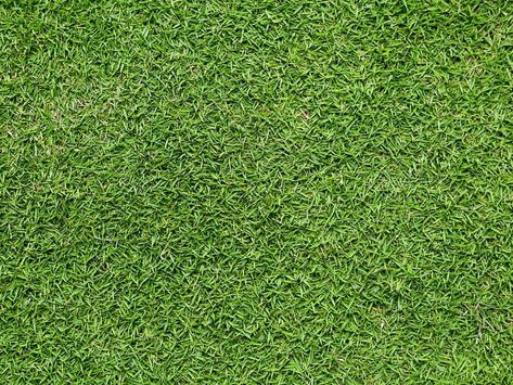 Bermuda Grass in Oklahoma: Best Types, Planting Tips, and Maintenance Different Types Of Grass, Bermuda Grass, Planting Tips, Types Of Grass, Grass Type, Over Dose, Oklahoma, Planting, Different Types