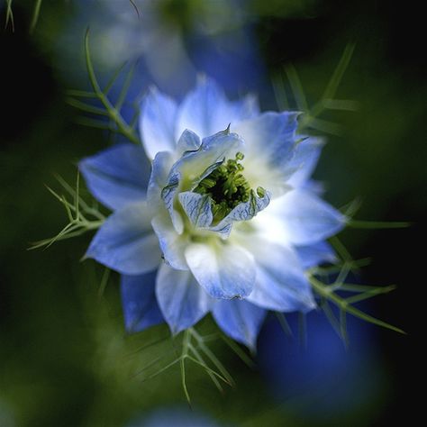 Mysterious Flowering - Nigella Mist Flower, Love In The Mist, Nigella Damascena, Large Floral Wallpaper, Love In A Mist, Blue Flower Wallpaper, Blue Garden, Flower Beauty, Flower Images